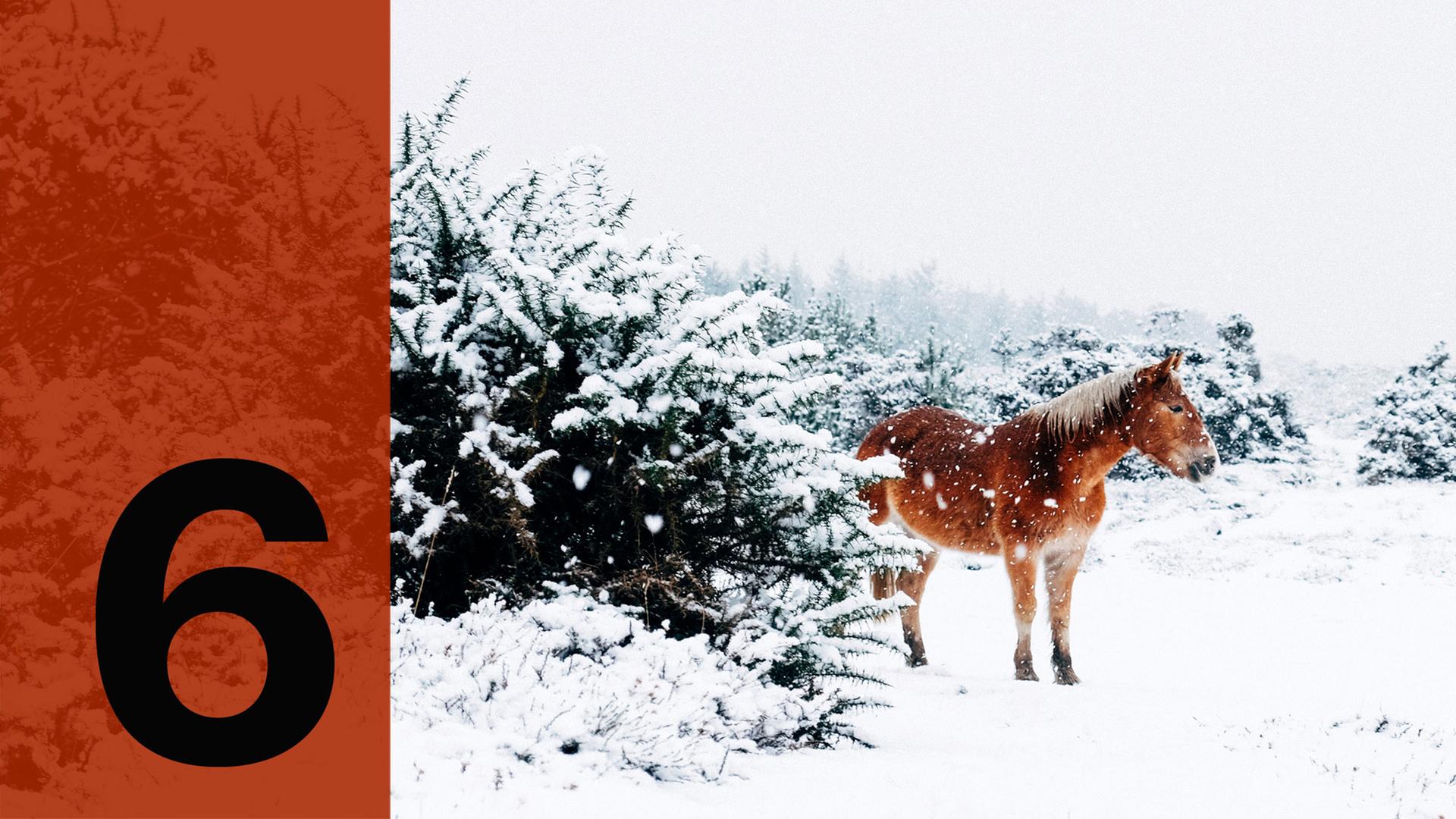 Im Hintergrund ein Pferd im Schnee, im Vordergrund die Zahl Sechs.