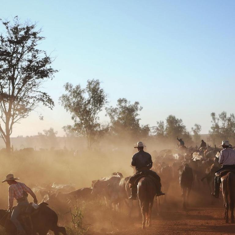 Eine Rinderherde mit Cowboys im Staub in Brasilien.