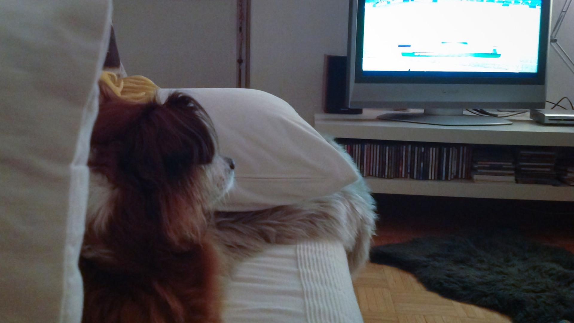 Ein Hund beim TV-Schauen