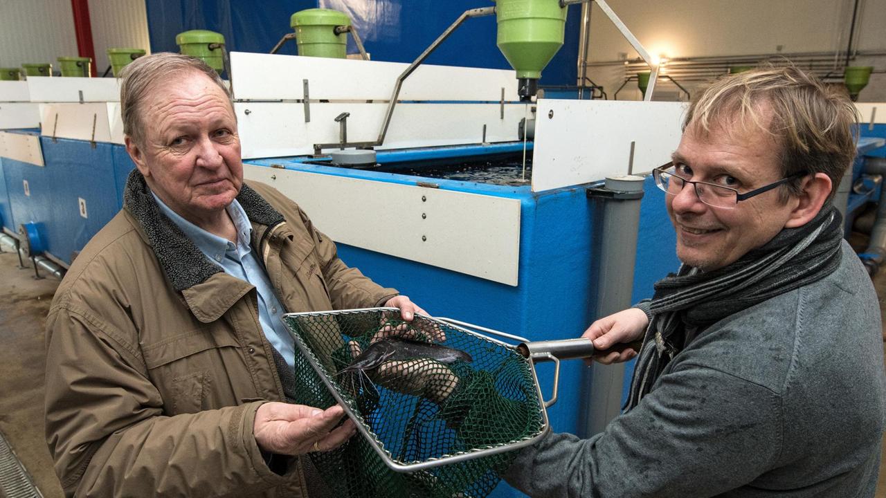 Als Vertreter der Ostewert AG halten Bert Frisch (l) und Nils Uhtenwoldt in ihrer Fischzucht in Oberndorf an der Oste (Niedersachsen) einen der Welse im Kescher. 