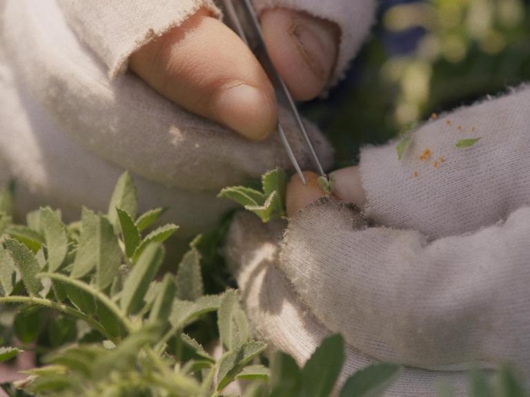 Eine Nahaufnahme zeigt zwei Hände in Halbfinger-Handschuhen, die mit einer Pinzette eine Pflanze bearbeiten.