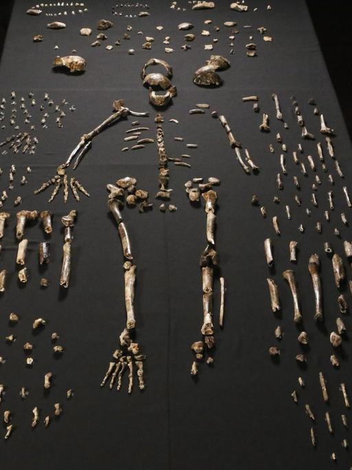 "Homo naledi": Die Knochenfunde in der Rising Star Höhle.