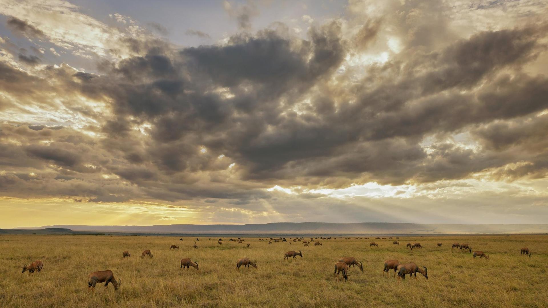 Tropisches Grasland: Savanne (Kenia, Masai Mara) Unzählige Huftiere bewohnen die afrikanische Grassavanne. Topis, Streifen-Gnus und Kaffernbüffel gehören zu den häufigsten Arten.