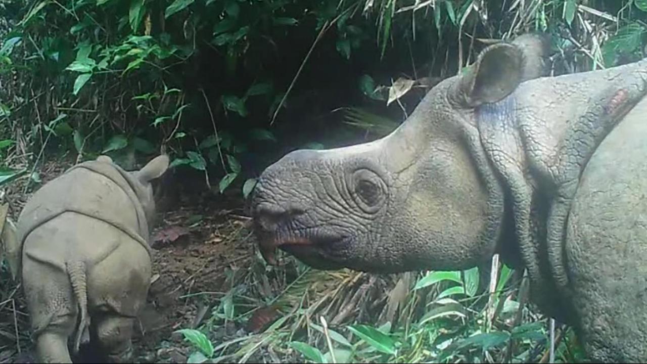 Eine Java-Nashorn-Mutter mit einem ihrer Jungtiere.