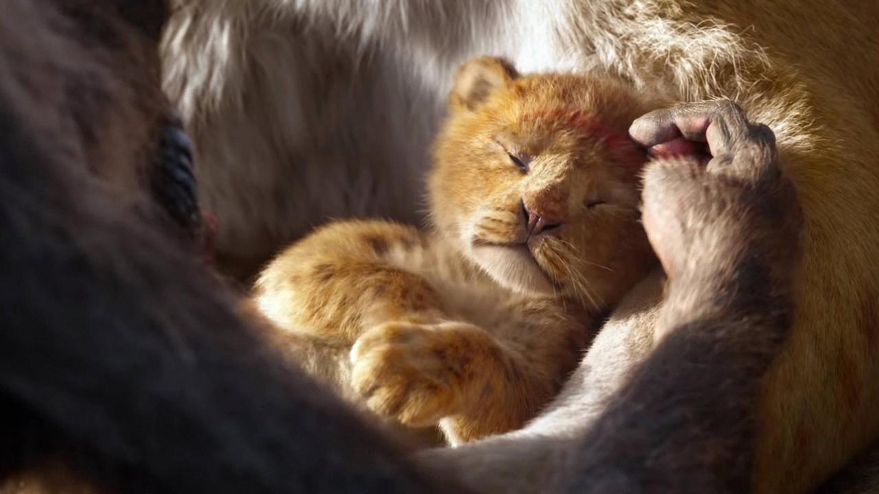 Ein neuer König der Löwen ist geboren. Eine Szene aus der neuen Realverfilmung des Zeichentrickklassikers.