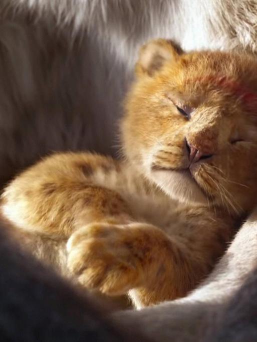 Ein neuer König der Löwen ist geboren. Eine Szene aus der neuen Realverfilmung des Zeichentrickklassikers.