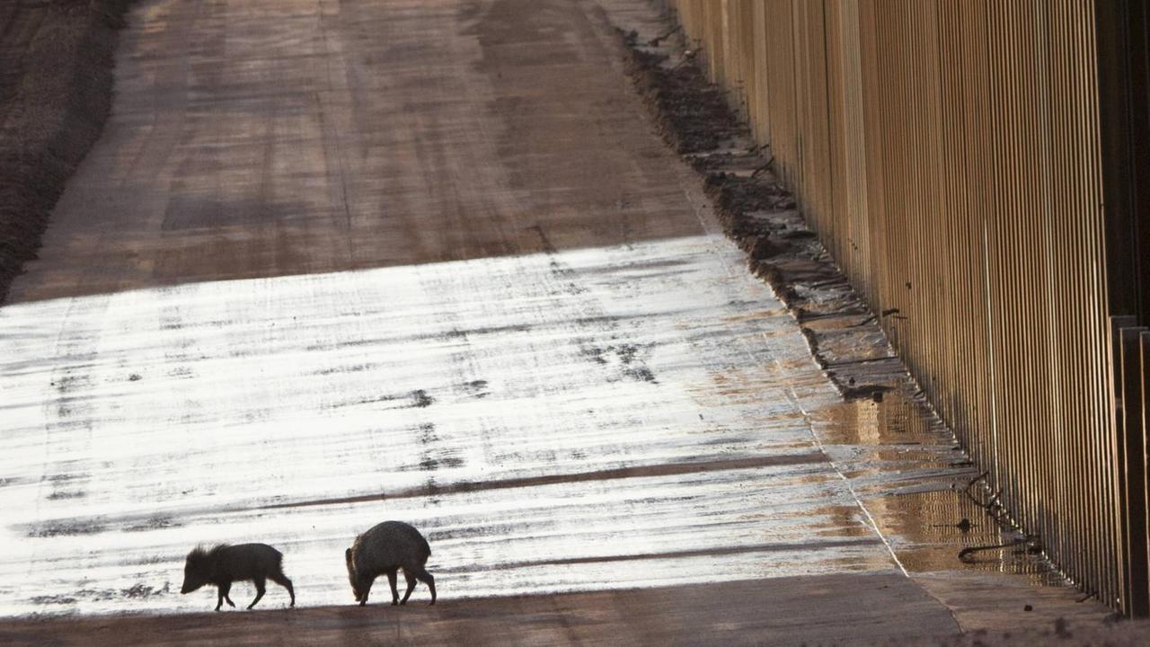 Zwei junge Nabelschweine, sogenannte Pekaris, stehen an einem hohen Zaun an der Grenze zwischen den USA und Mexiko. Eines der Pekaris trinkt aus einer flachen Pfütze. Im Hintergrund erstreckt sich entlang des Zaunes ein sandiger Weg.