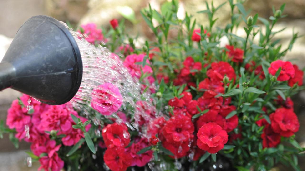 Wassertropfen prasseln aus einer Giesskanne auf Blumen.