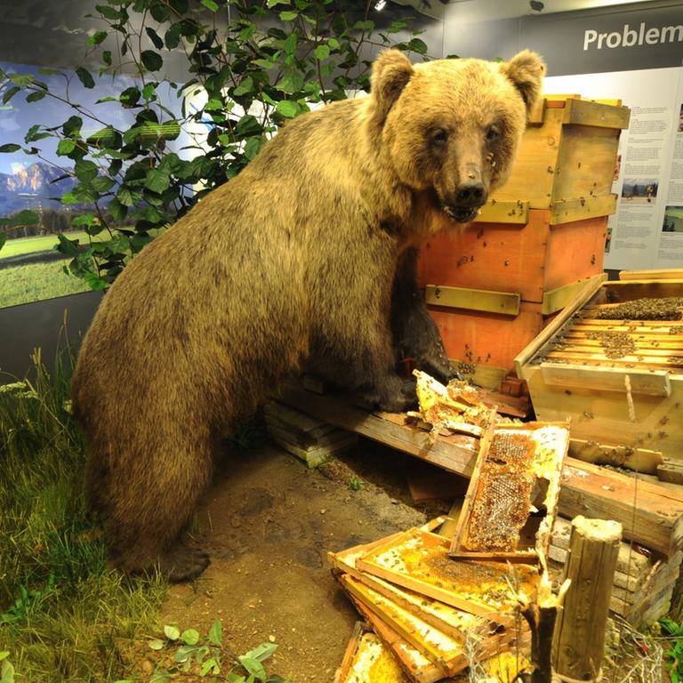 Der ausgestopfte Braunbär "Bruno" im Museum Mensch und Natur in München 