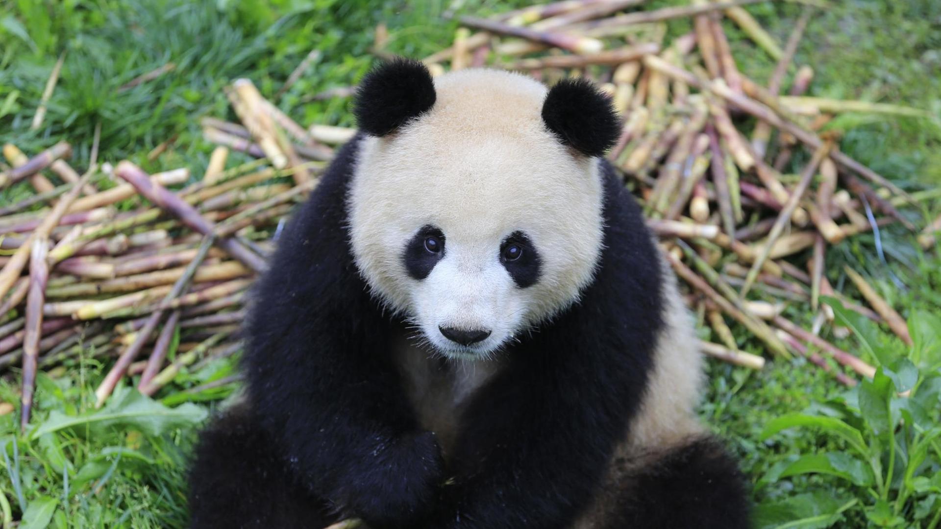 China Mehr Pandab ren In Freier Wildbahn