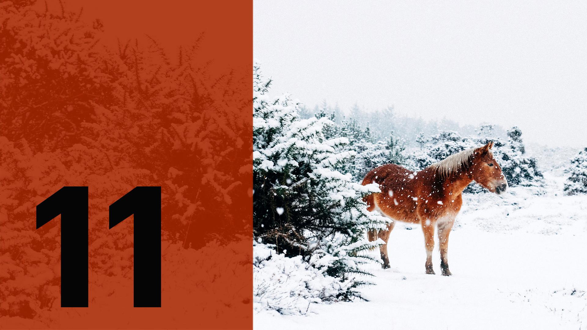 Im Hintergrund ein Pferd im Schnee, im Vordergrund die Zahl Elf.