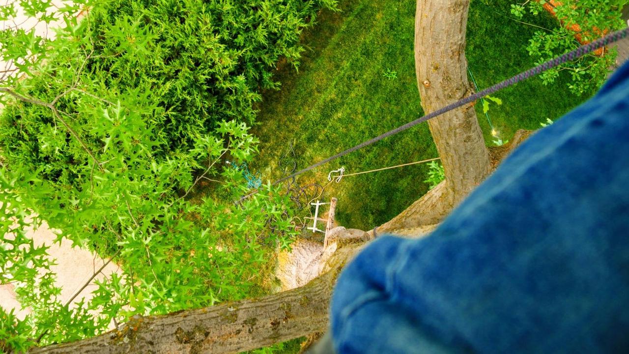 Blick aus einer Baumkrone nach unten auf eine Wiese. Im Bild ist ein Sicherungsseil zu sehen.