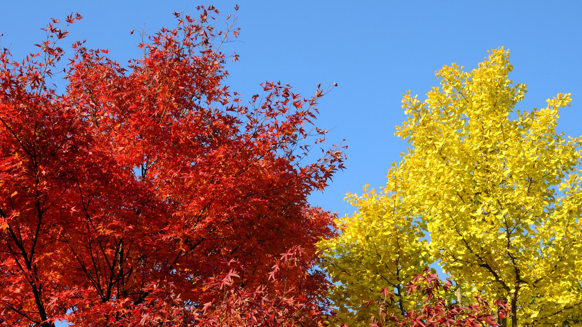 Ein Zierahornbaum mit feuerrotem Herbstlaub und ein Ginkobaum mit gelben Herbstlaub stehen in Düsseldorf im Japanischen Garten des EKO-Hauses - Haus der Japanischen Kultur
