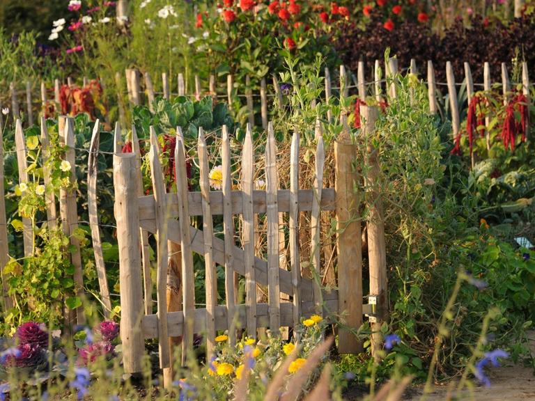 Das Foto zeigt den Wildwuchs in einem Bauerngarten mit vielen unterschiedlichen Blumen und Pflanzen.