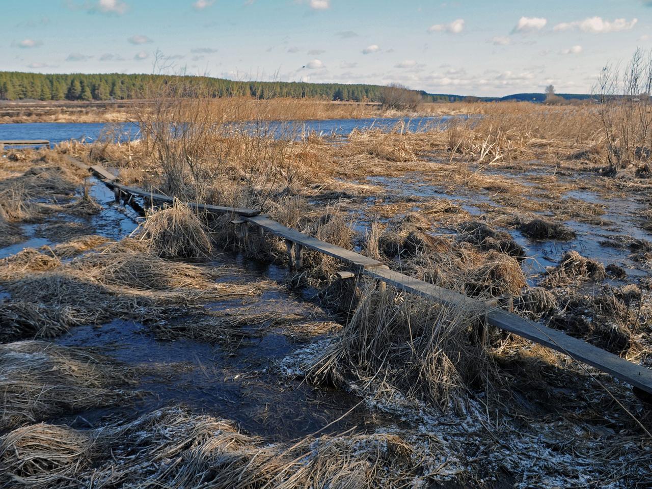 In Westsibirien war er einst heimisch