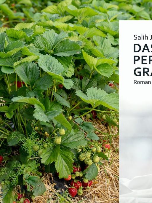 Buchcover: Salih Jamal: „Das perfekte Grau“, im Hintergrund ein Erdbeerfeld