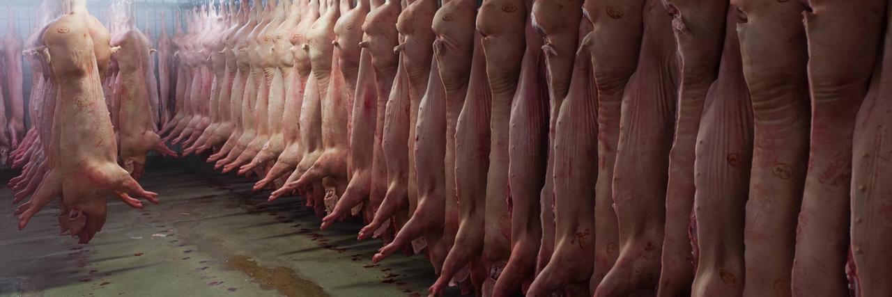 Frisch geschlachtete Schweine hängen im Kühlhaus eines Schlachtbetriebes an der Reihe an Haken.
