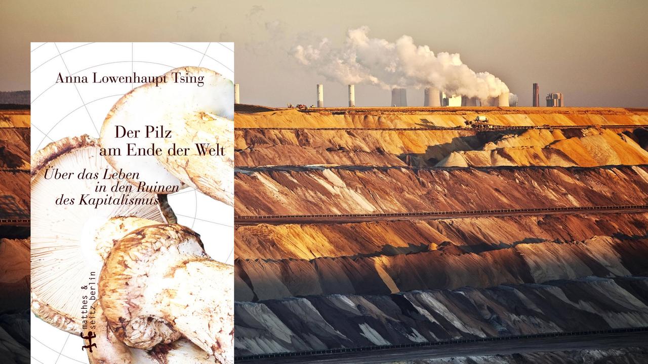 Der Pilz Am Ende Der Welt www.deutschlandfunkkultur.de