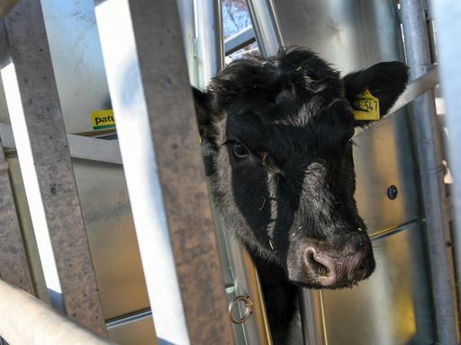 Ein Rind steckt in der Durchtriebfalle einer mobilen Schlachteinheit. Die neue, in Hessen entwickelte Methode erlaubt die Schlachtung von Rindern ohne Tiertransporte und damit ohne zusätzlichen Stress für die Tiere.