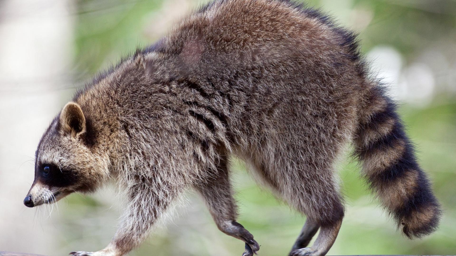 Ein laufender Waschbär von der Seite fotografiert. Ein laufender Waschbär von der Seite fotografiert.