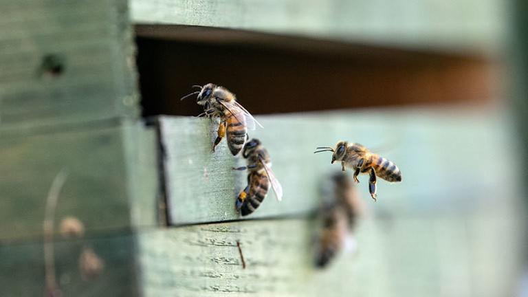Nahaufnahme von drei Bienen, die in ihren Bienenstock schlüpfen