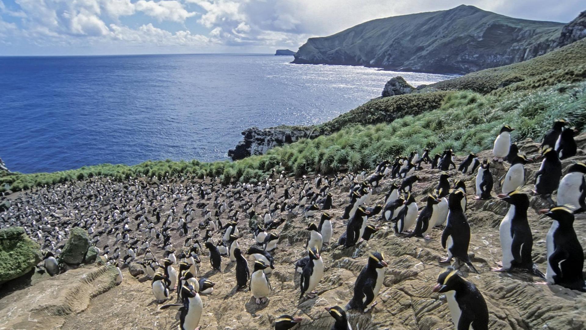 Pinguine in Neuseeland auf Antipodes Island