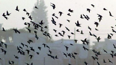 Vögel fliegen auf in der türkischen Stadt Kuscenneti