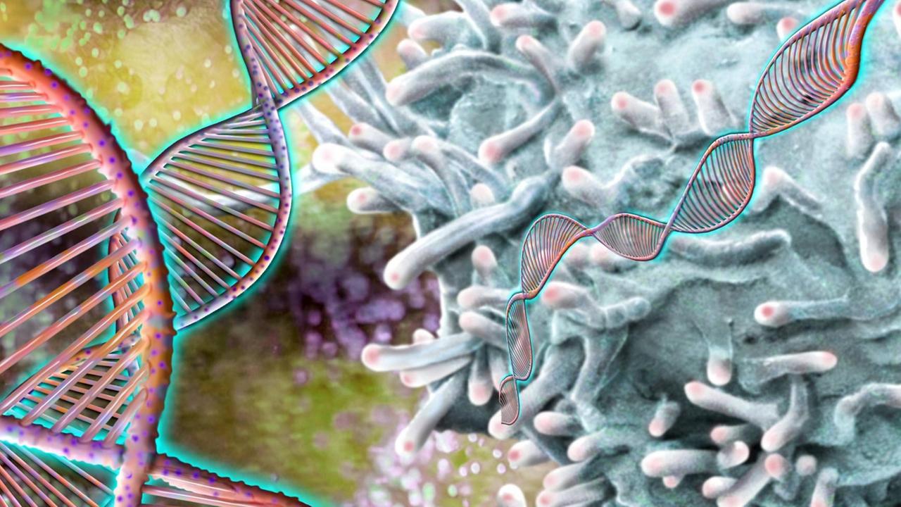 DNA und T-Lymphozyten oder kurz T-Zellen, weiße Blutzellen, die der Immunabwehr dienen
