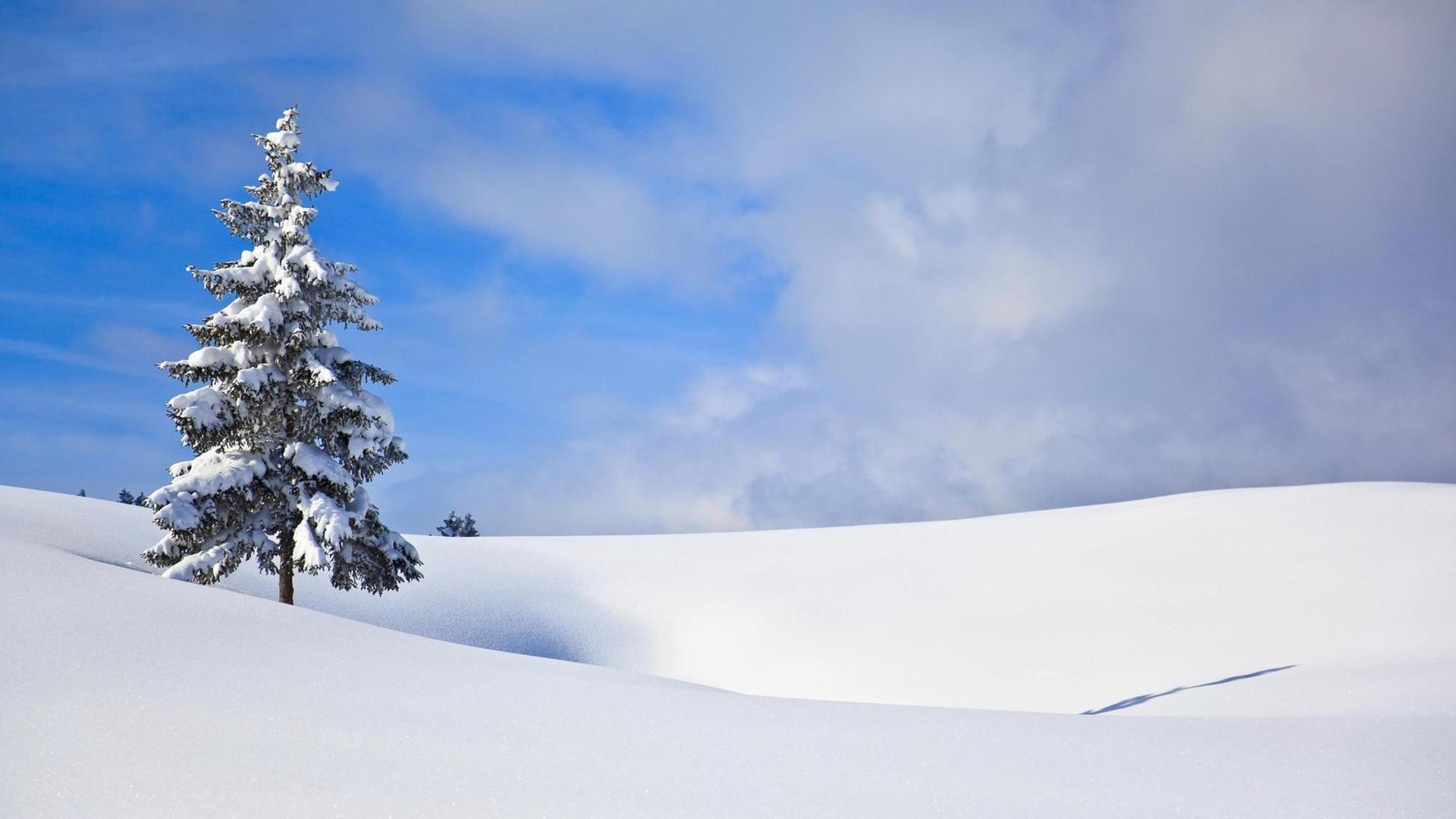 Eine einzelne Tanne auf einer verschneiten Ebene