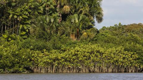 Amazonas in Brasilien, Flusslandschaft
