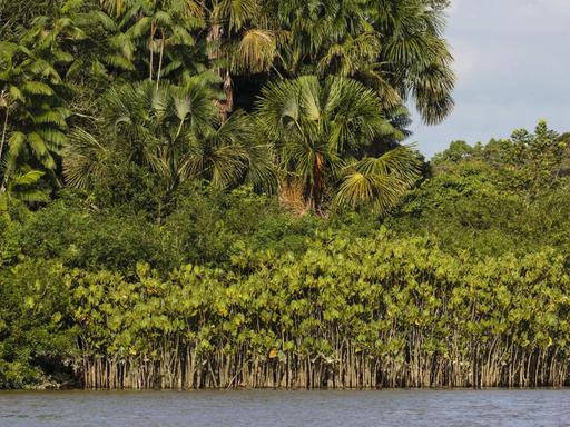 Amazonas in Brasilien, Flusslandschaft