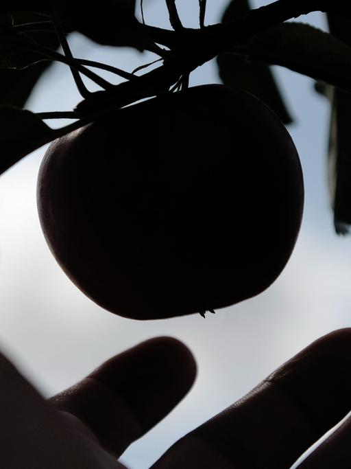 Ein Apfel der Sorte Elstar hängt an einem Zweig auf einer Plantage bei Braunschweig. Nachdem die frühen Sorten im August von den Bäumen geholt worden sind, beginnen die Bauern und Plantagenbesitzer im September mit der Haupternte der Sorten Elstar, Holsteiner Cox und Jonagold.