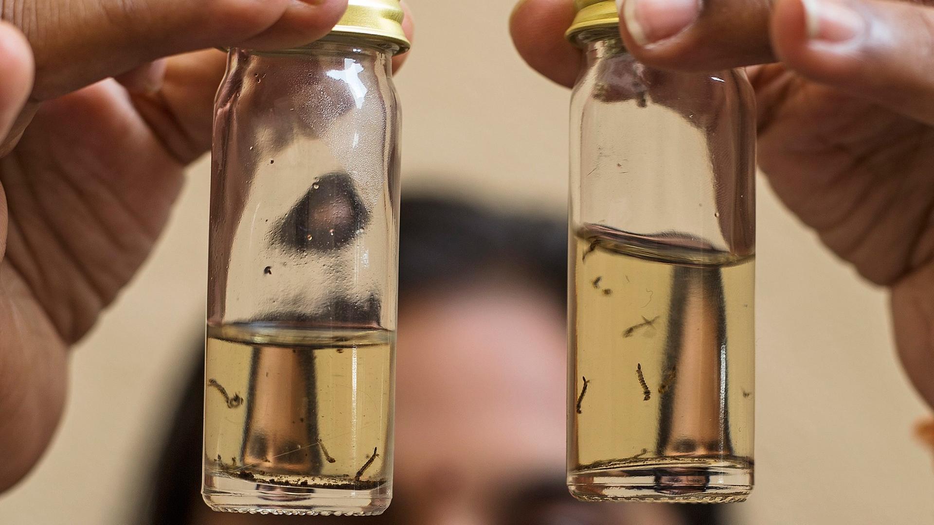Eine Wissenschaftlerin hält zwei Glasröhrchen in die Höhe, darin schwimmen Larven der Asiatischen Tigermücke.