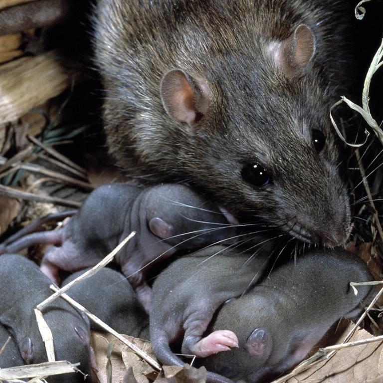 Eine Ratte mit ihrem Nachwuchs im Nest.