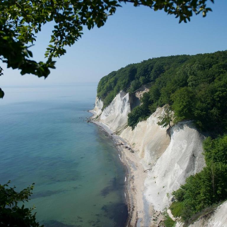 Buchen sind am 23.06.2016 in den zum UNESCO-Welterbe gehörenden Buchenwäldern an den Kreidefelsen im Nationalpark Jasmund bei Sassnitz auf der Insel Rügen (Mecklenburg-Vorpommern) zu sehen.