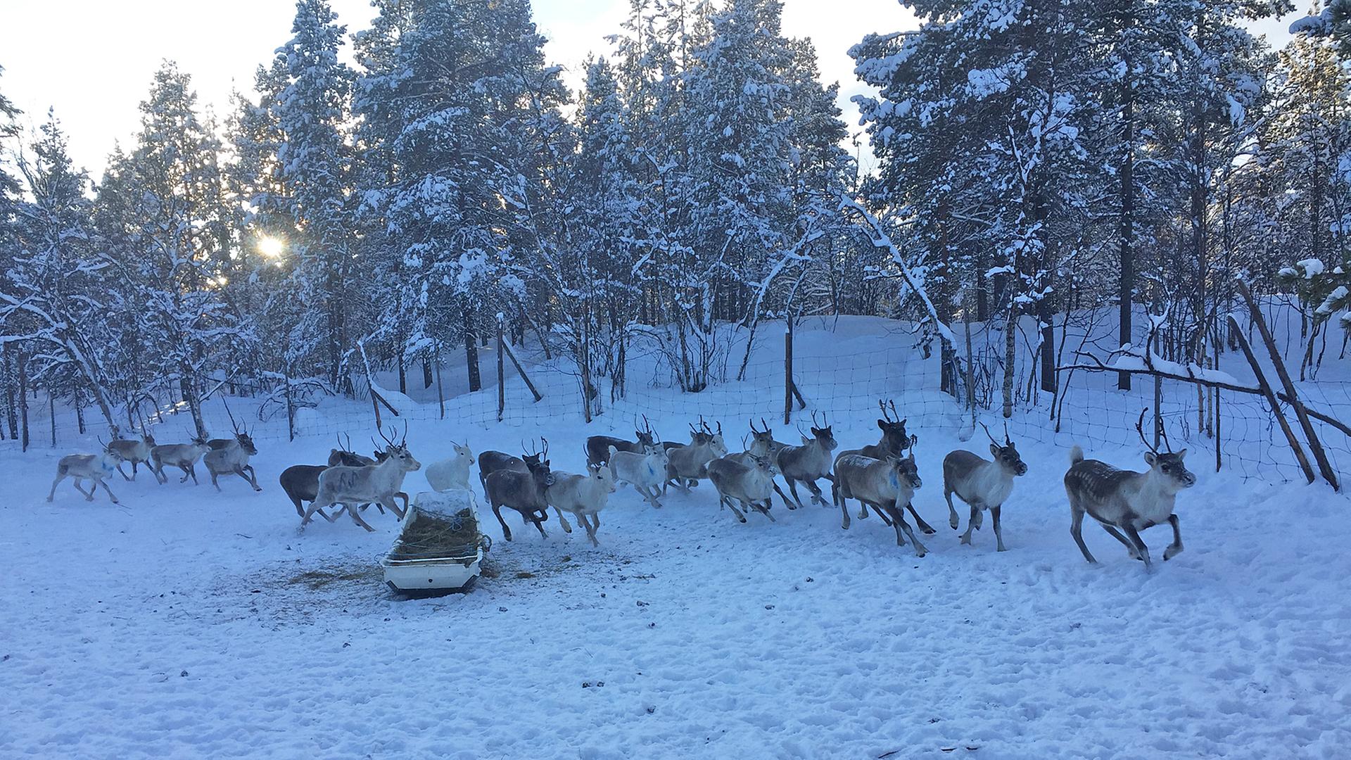 Mehrere Rentiere stehen auf einen verschneiten Weidegebiet in Lappland