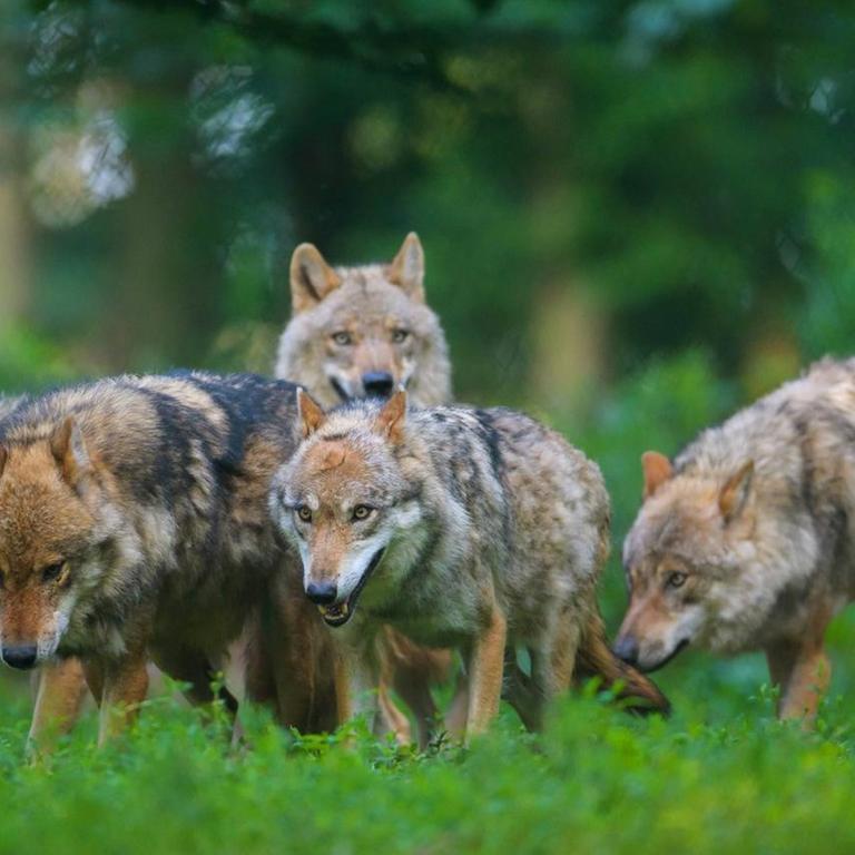 Ein Rudel europäischer Wölfe (Canis lupus lupus im Wald.