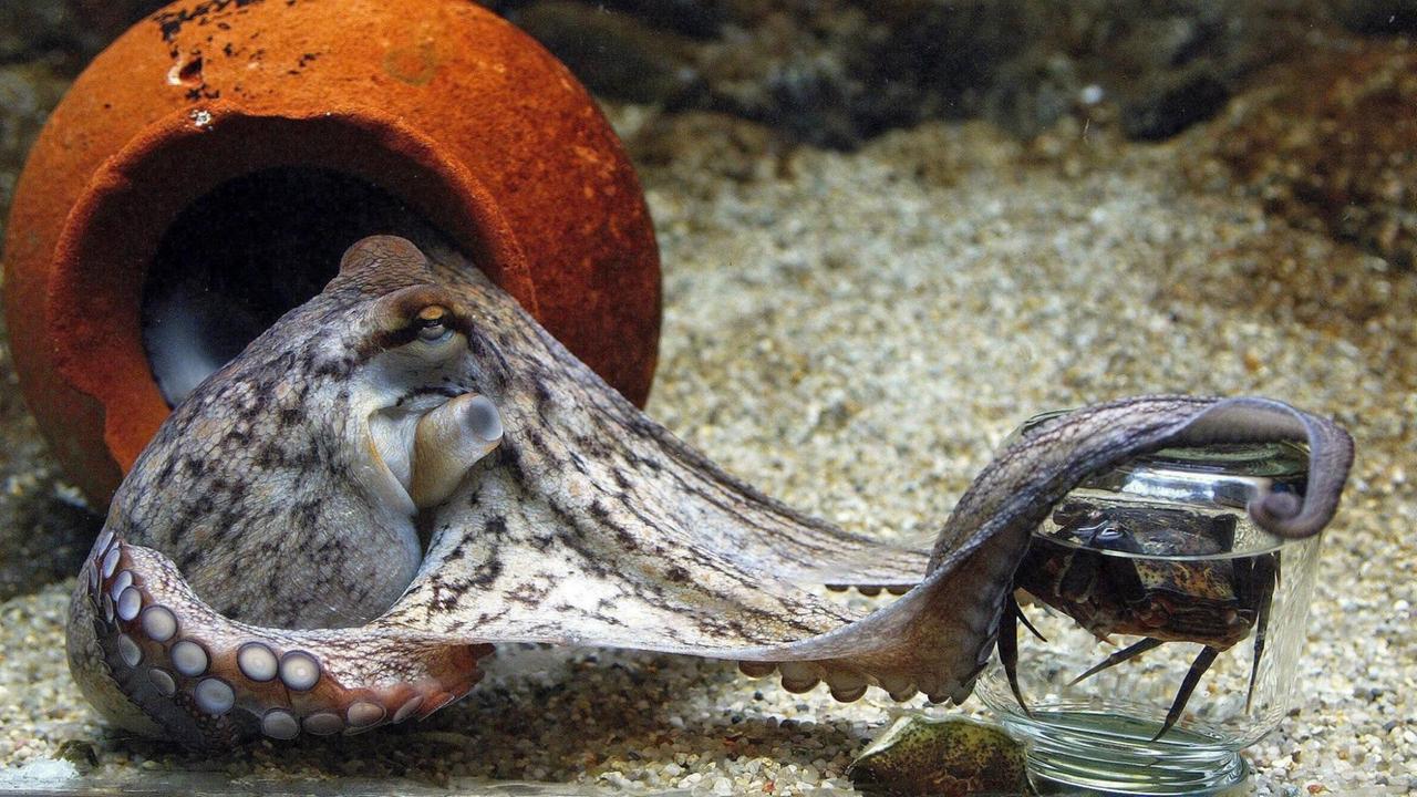 Ein Krake (Octupus Vulagaris) versucht den Deckel eines Glases abzuschrauben, um seinen Inhalt, eine knusprige Krabbe, zu erhalten.