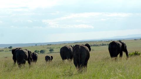 Nicht Nashörner, auch Elefanten sollen in Kenia vor dem Aussterben gerettet werden.