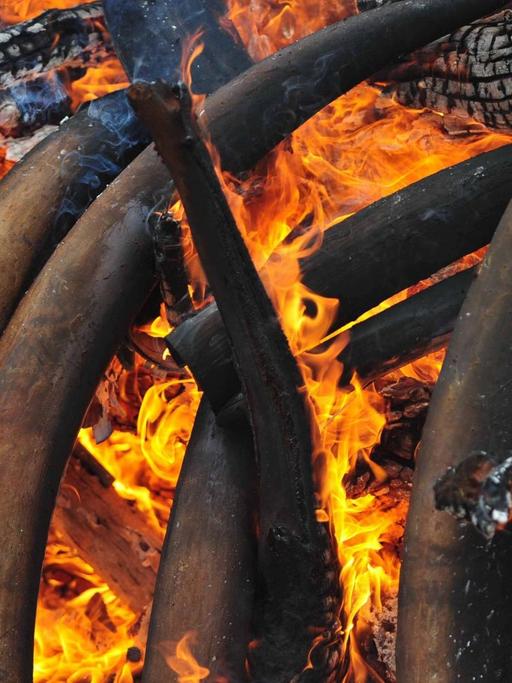 Das Bild zeigt in Brand gesetztes beschlagnahmtes Elfenbein.
