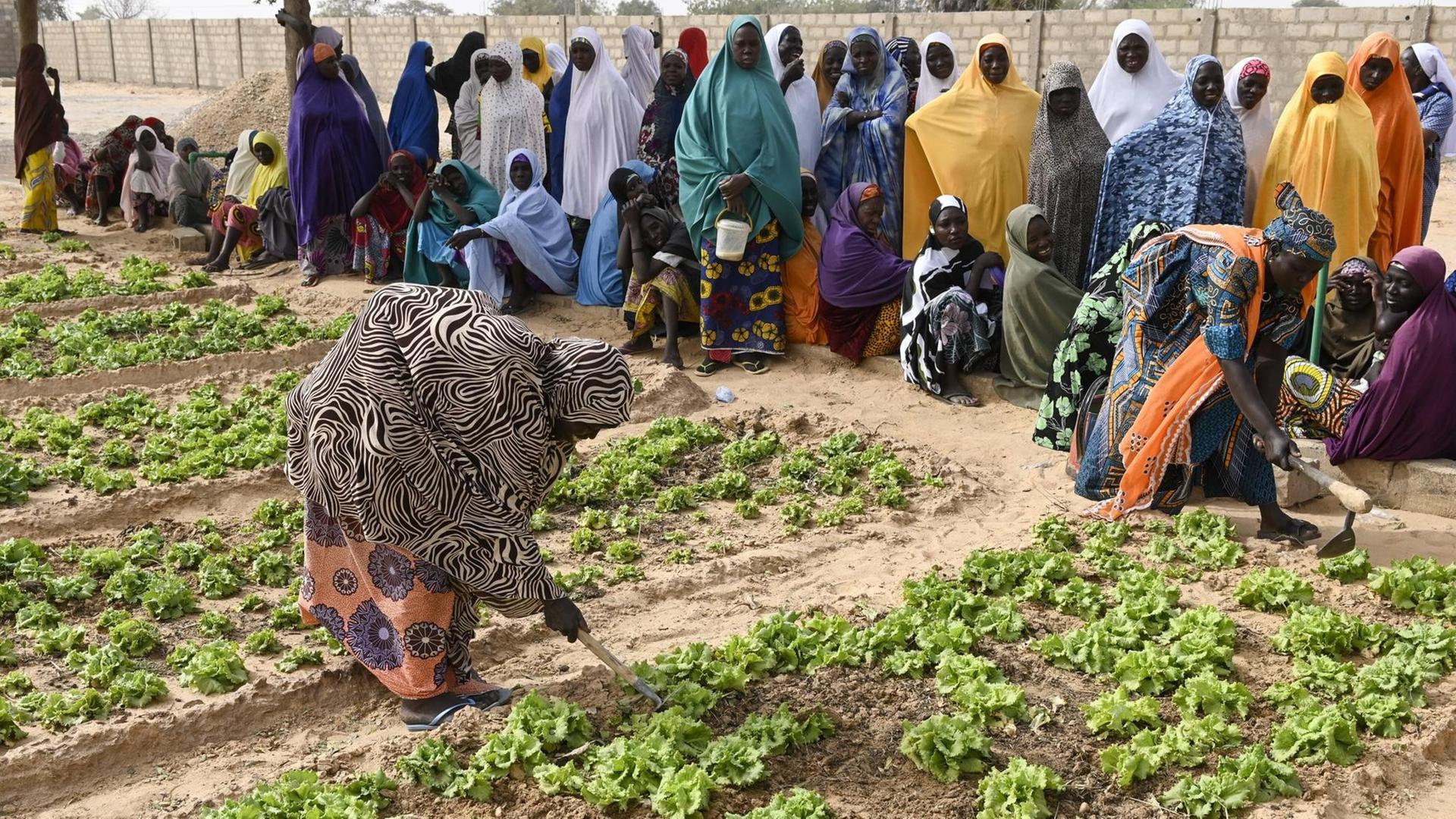 Frauen in Niger bearbeiten ein Gemüsebeet, im Hintergrund sehen weitere Frauen zu.