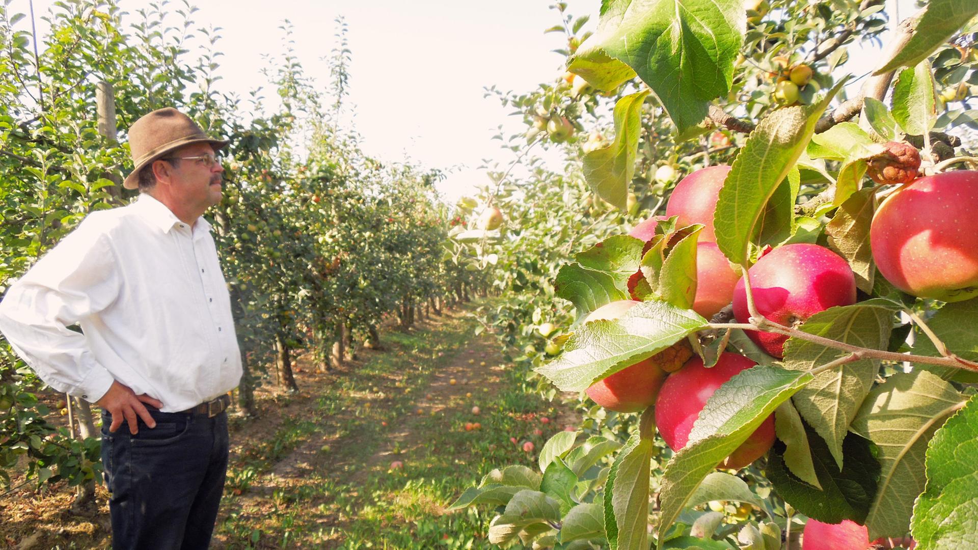 Hilmar Schwärzel, der Leiter Obstbauversuchsstation Müncheberg, betrachtet seine Apfelbäume.