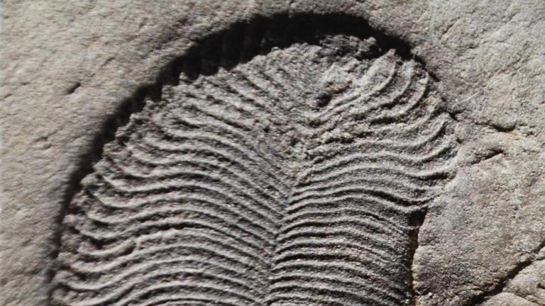 Ein in Russland gefundenes Dickinsonia-Fossil. Dickinsonia gehört zu den ältesten bekannten Tieren, berichten Forscher aus Australien, Russland und Deutschland im Fachmagazin "Science".