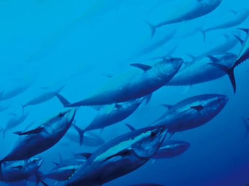 Undatiertes Handout zeigt einen Thunfischwarm im Mittelmeer. Der Große Thunfisch gehört zu den mindestens zwölf Knochenfischarten, die laut einer am Dienstag (19.11.2011) im Schweizer Gland veröffentlichte Studie, die die Umweltschutzorganisation IUCN (Internationale Union für die Bewahrung der Natur und natürlicher Ressourcen). Sie könnten auf die Rote Liste als «bald zum Aussterben bedroht» registriert werden, schrieb die Organisation. Foto: Murat-Bilecenoglu/IUCN dpa (ACHTUNG - Sperrfrist 19. April 0001 - Verwendung nur im Zusammenhang mit der Berichterstattung über die Studie) | Verwendung weltweit