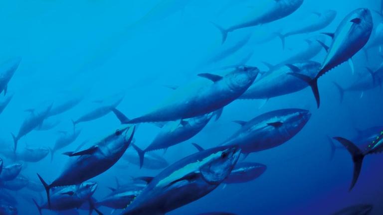Undatiertes Handout zeigt einen Thunfischwarm im Mittelmeer. Der Große Thunfisch gehört zu den mindestens zwölf Knochenfischarten, die laut einer am Dienstag (19.11.2011) im Schweizer Gland veröffentlichte Studie, die die Umweltschutzorganisation IUCN (Internationale Union für die Bewahrung der Natur und natürlicher Ressourcen). Sie könnten auf die Rote Liste als «bald zum Aussterben bedroht» registriert werden, schrieb die Organisation. Foto: Murat-Bilecenoglu/IUCN dpa (ACHTUNG - Sperrfrist 19. April 0001 - Verwendung nur im Zusammenhang mit der Berichterstattung über die Studie) | Verwendung weltweit