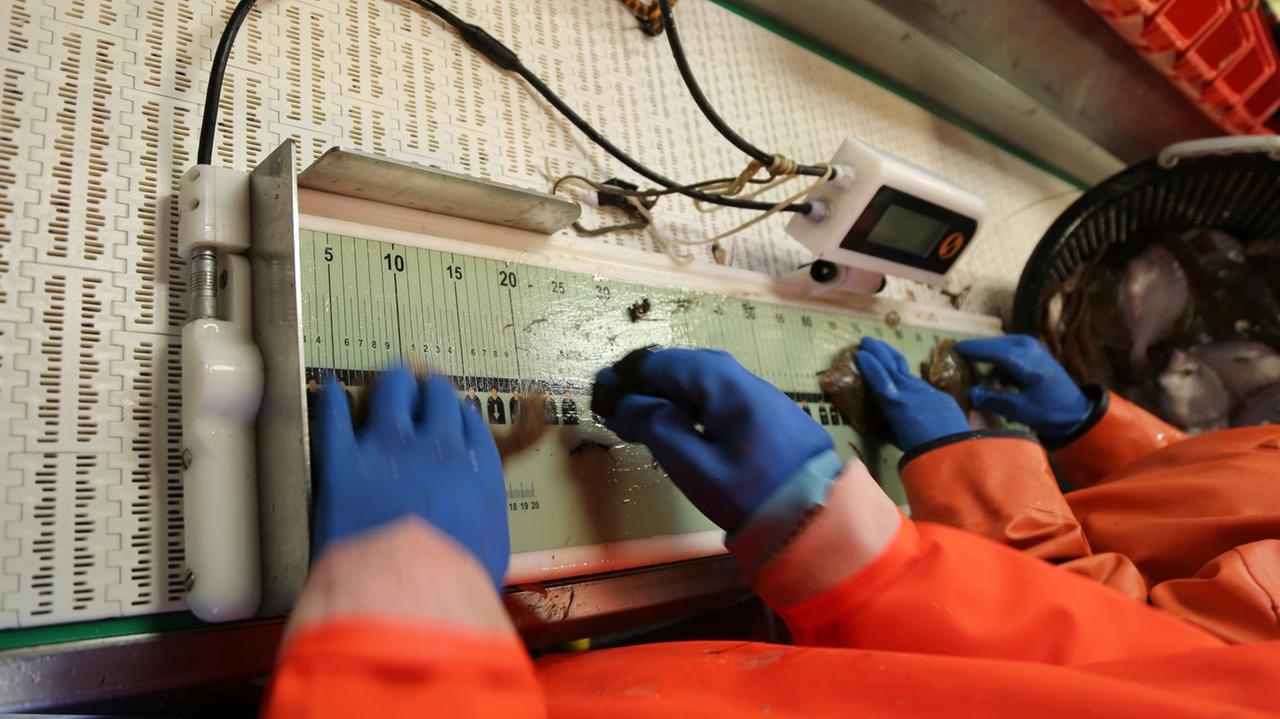 Mitarbeiter in Ölzeug und Gummihandschuhen vermessen gefangene Fische im Laborraum des Forschungsschiffs "Walther Herwig III" mithilfe eines elektronischen Messbretts