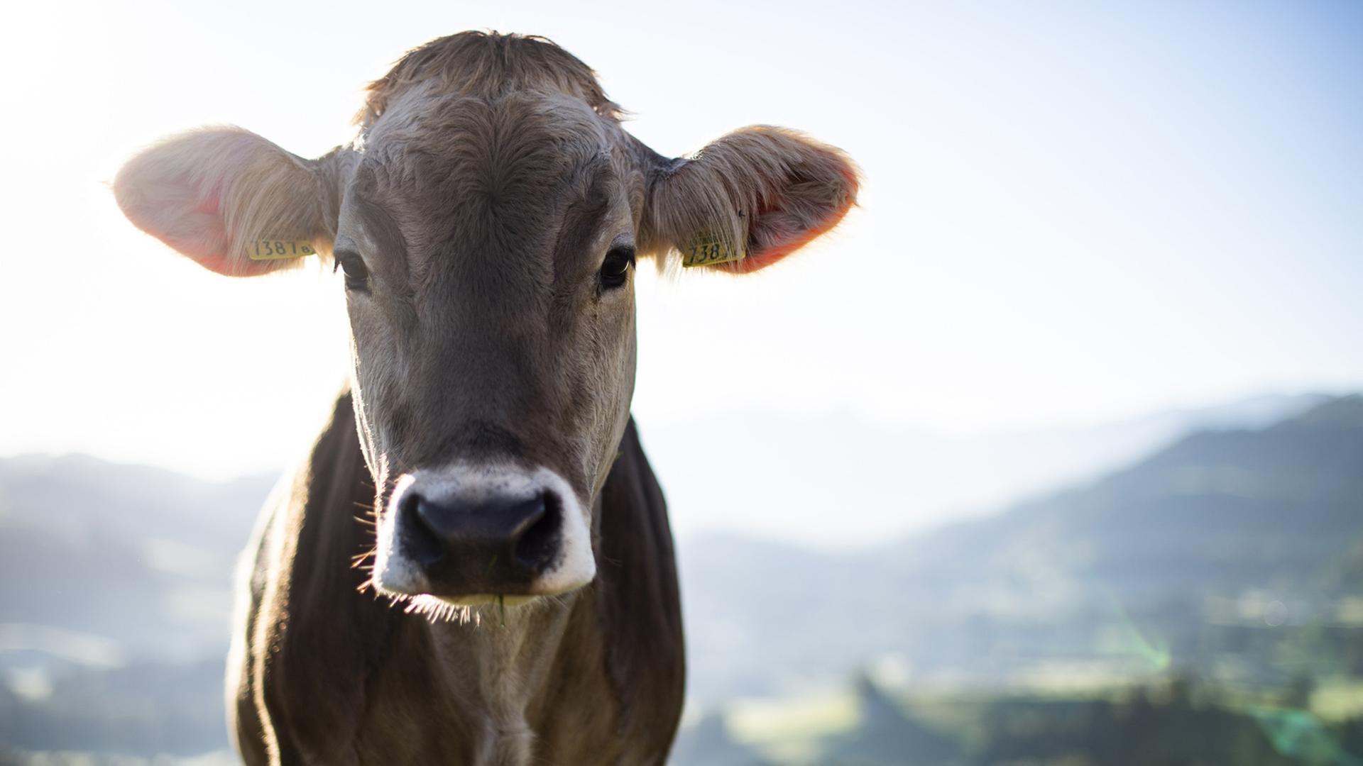 Eine enthornte Kuh: "Das ist eigentlich eine Amputation eines Körperglieds", sagt Tierschutz-Professor Hanno Würbel.
