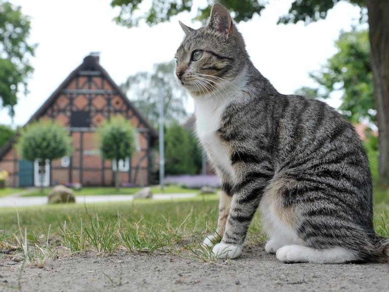 Eine Katze sitzt in Jameln im Wendland auf dem zentralen Platz in dem historischen Rundlingsdorf.