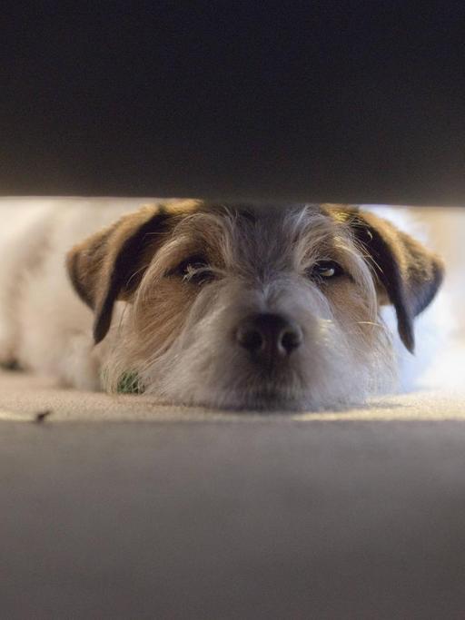 Der Hund Bodi liegt auf dem Boden und späht unter ein Bett nach seinem Spielball in Christchurch, Neuseeland.