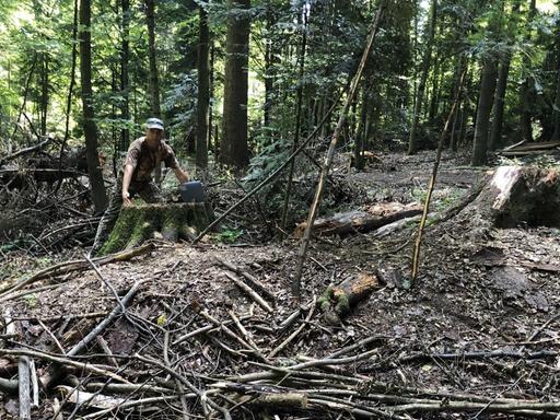 Die Verwüstungen, die illegale Holzfäller hinterlassen haben